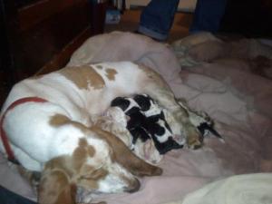 ACARegisteredBassetPups